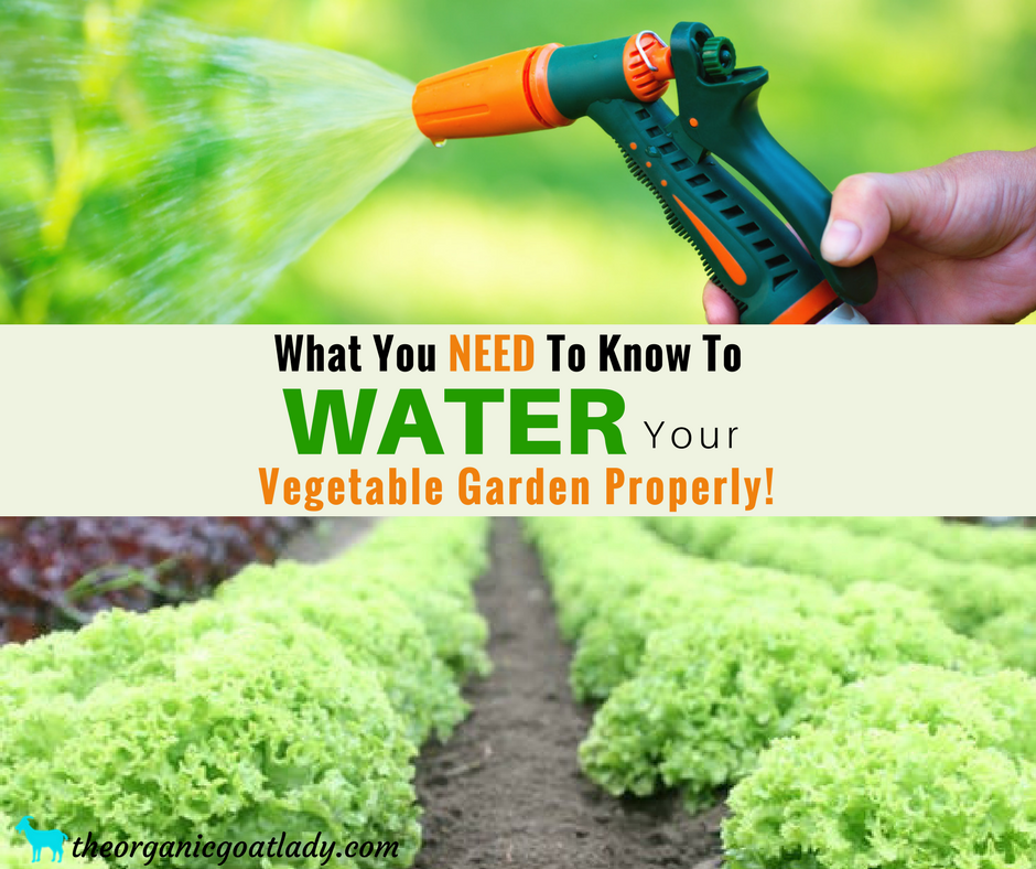 Watering Your Vegetable Garden For Healthy Plants