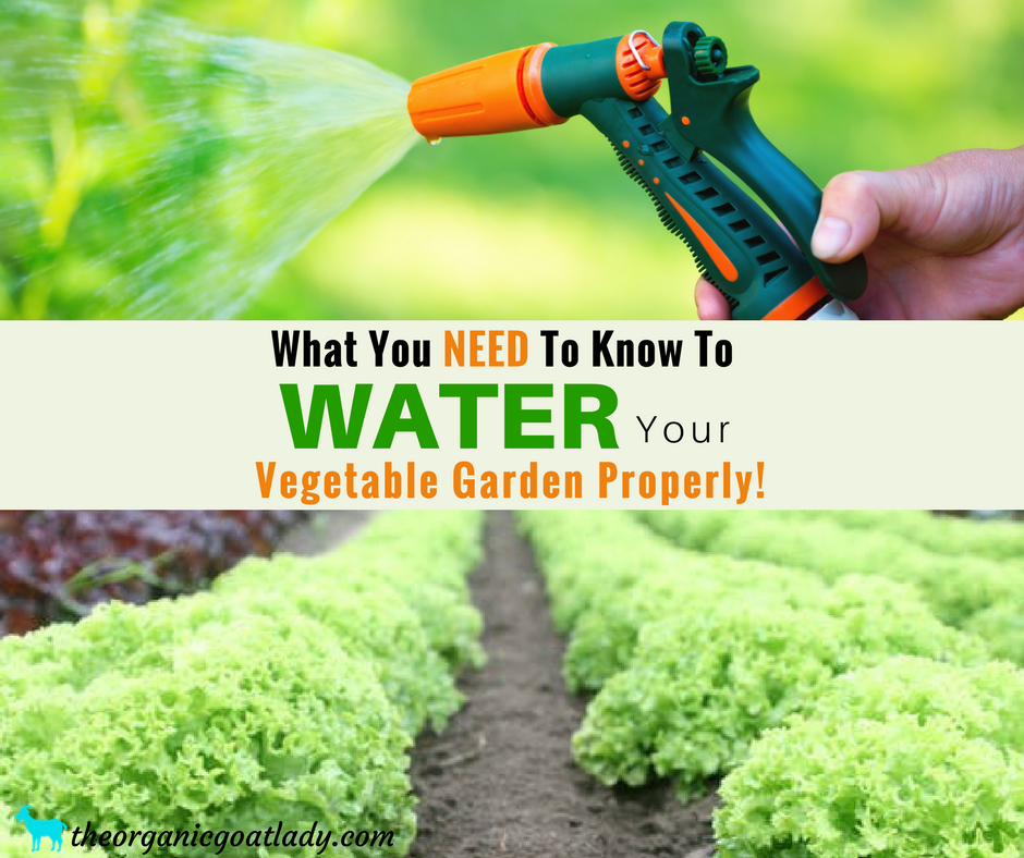 How Often You Need to Water Your Vegetable Garden