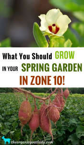 Zone 10 Plants To Grow In Your Spring Garden - The Organic Goat Lady