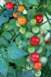 cherry-tomatoes