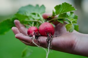 radishes