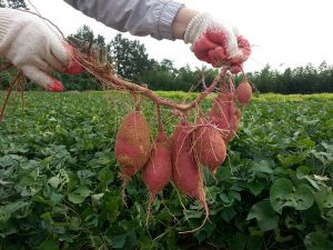 Sweet Potatoes