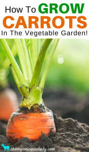 How To Grow Carrots In The Vegetable Garden! - The Organic Goat Lady