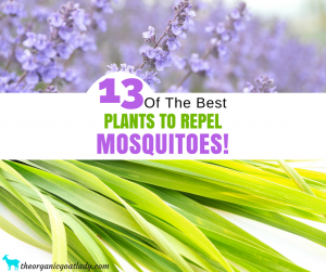 Plants That Repel Mosquitoes