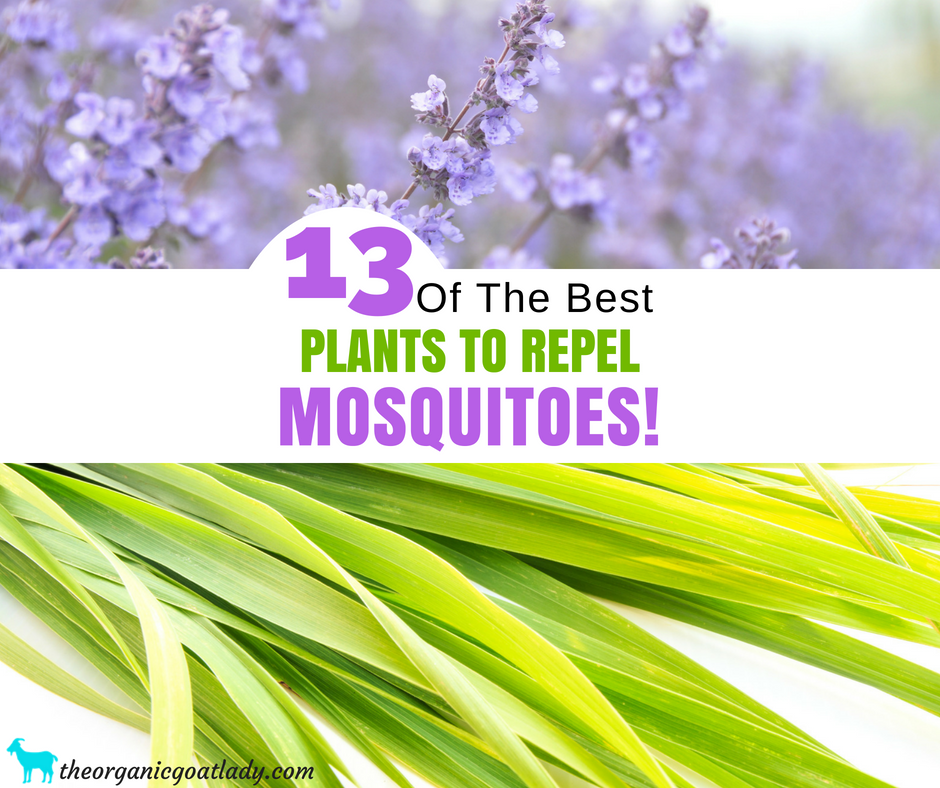 13 Plants That Repel Mosquitoes!