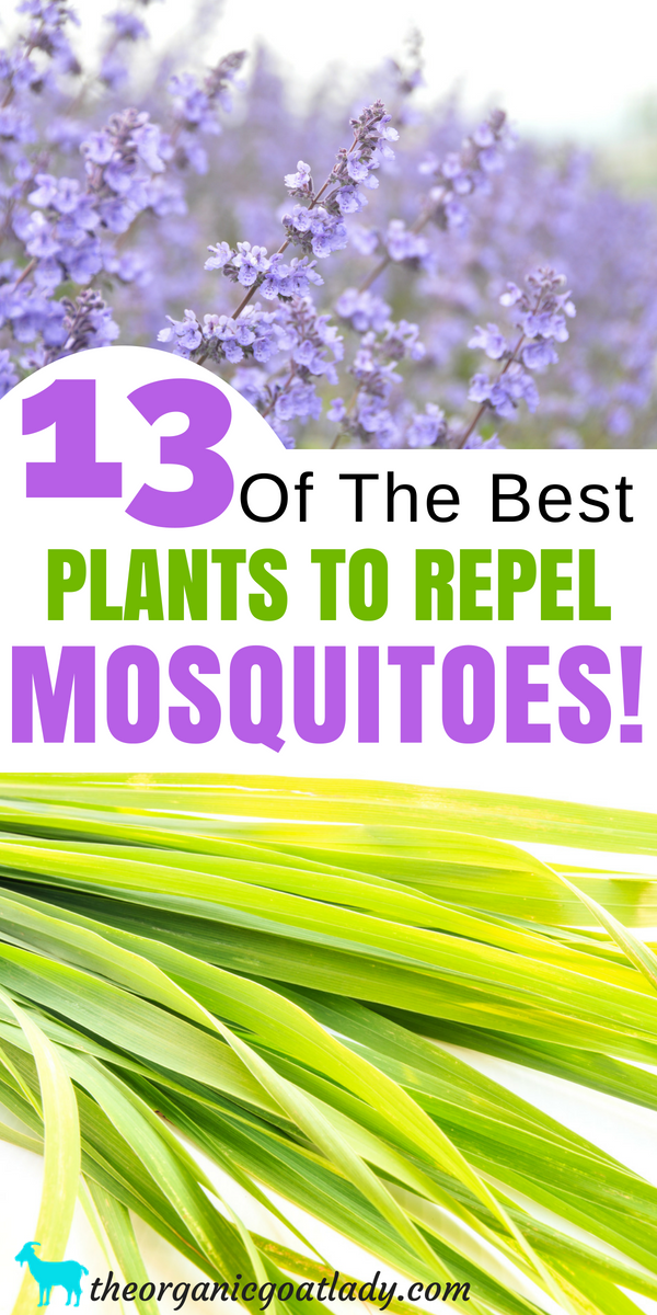 Plants That Repel Mosquitoes