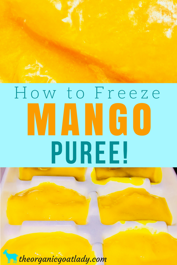 Freezing Mango Puree The Organic Goat Lady