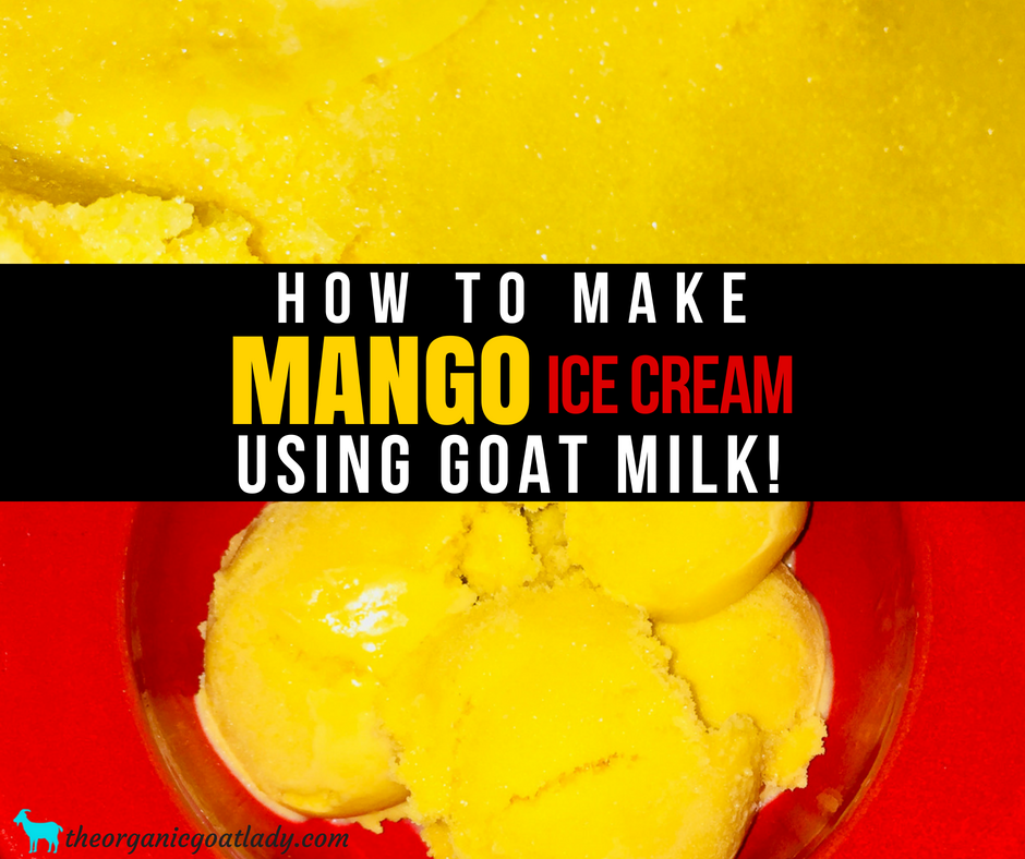 Mango Ice Cream Made With Goat Milk!