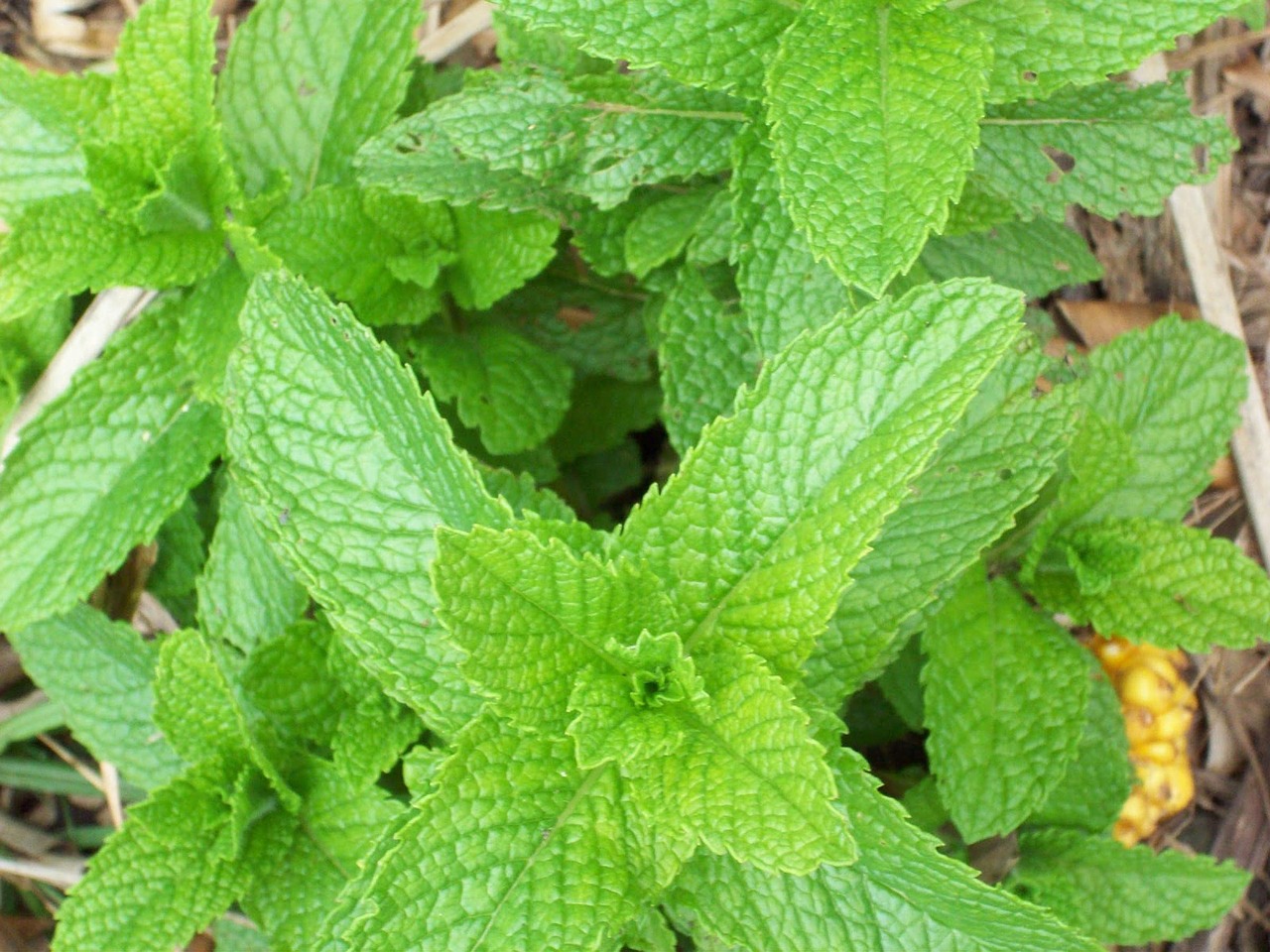 13 Plants That Repel Mosquitoes The Organic Goat Lady   Mint 83061 1280 