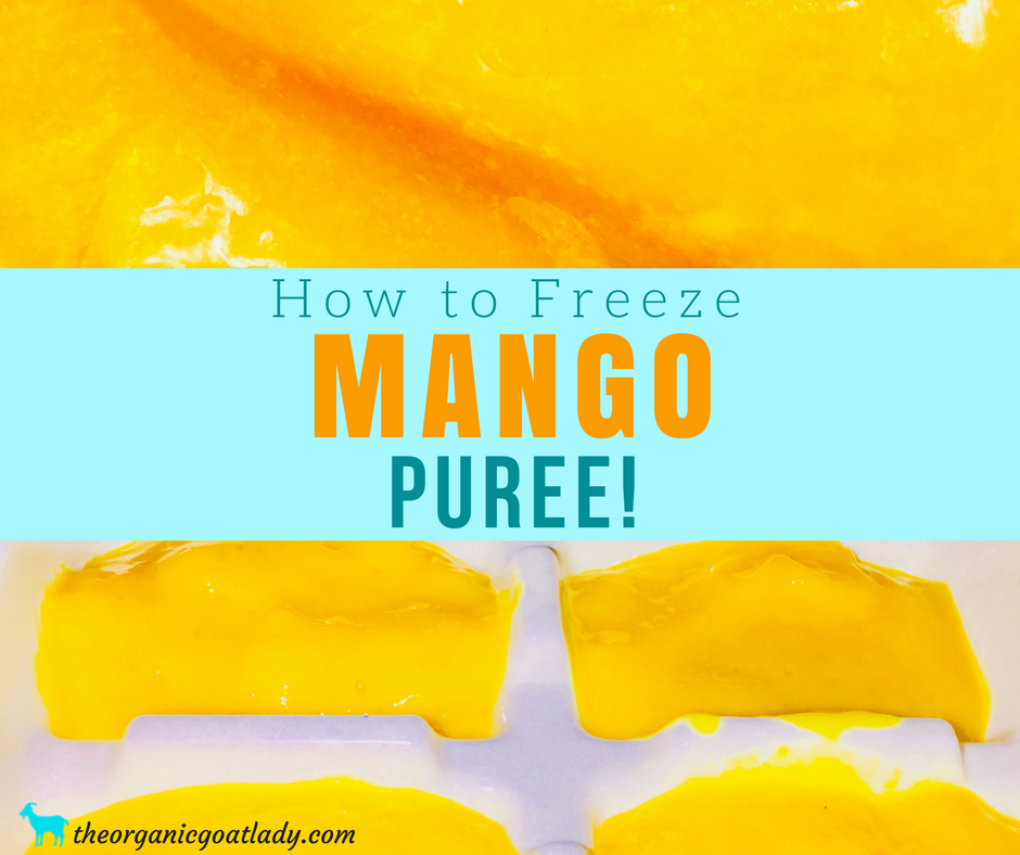 Freezing Mango Puree!