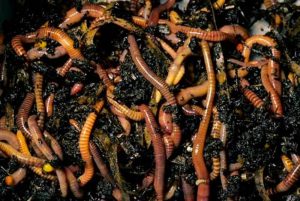 Worm Composting