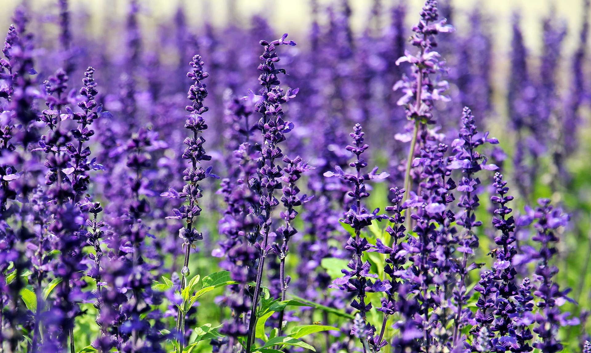 13 Plants That Repel Mosquitoes The Organic Goat Lady