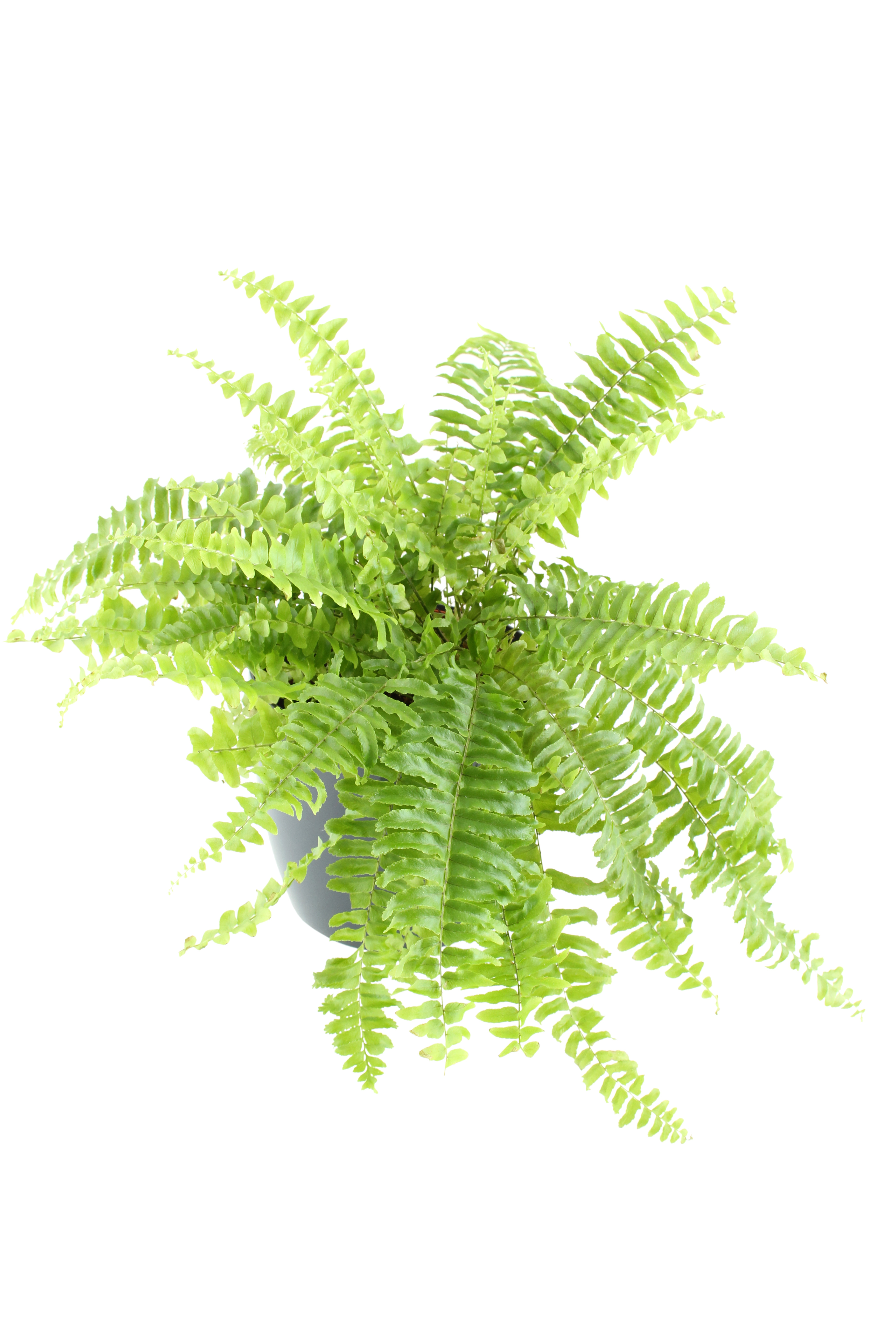 what ferns are toxic to dogs