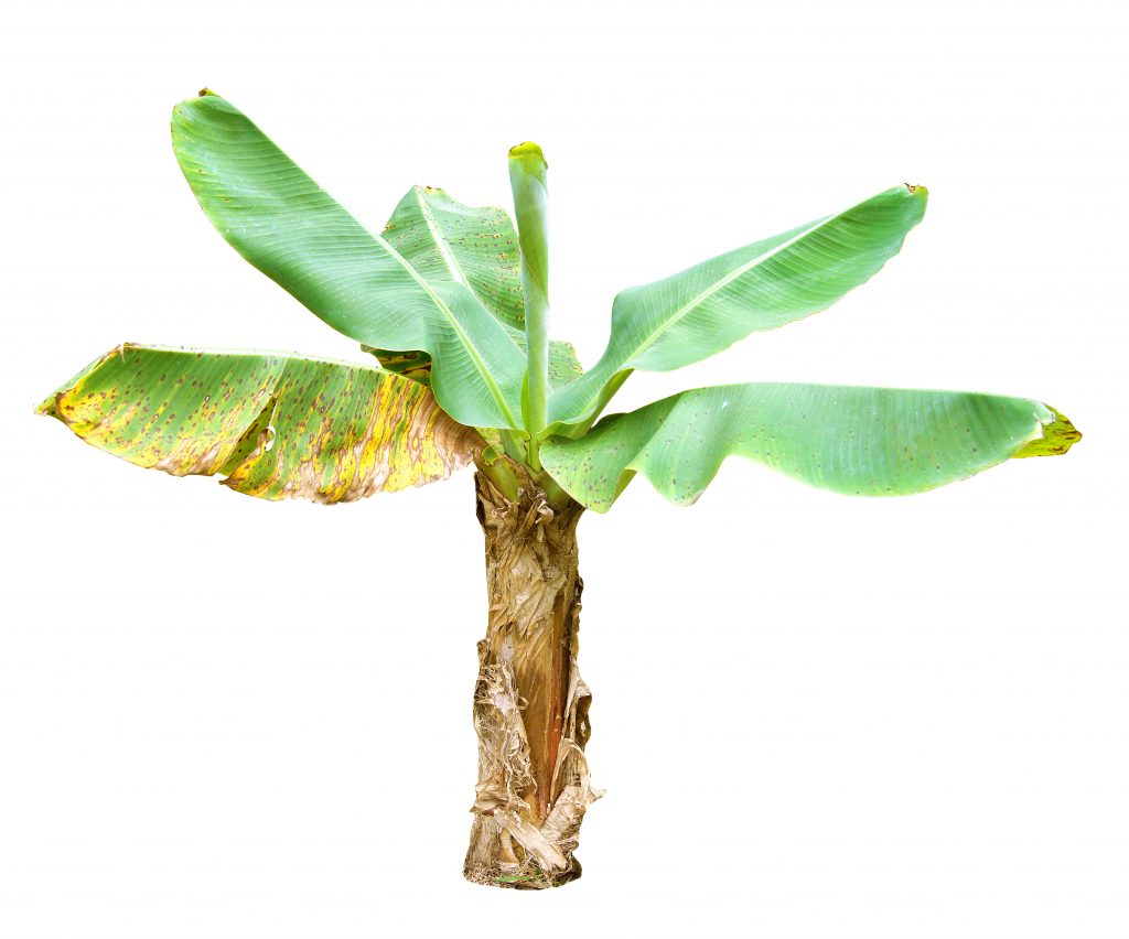 11 House Plants Safe For Cats and Dogs The Organic Goat Lady