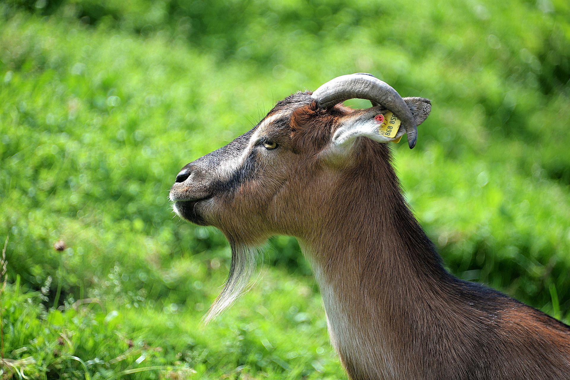 Goat com. Зеленая коза. Чёрный козёл. Коза домашняя. Коза фото.