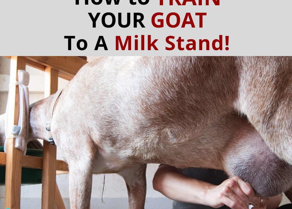 How To Train a Goat To a Milk Stand