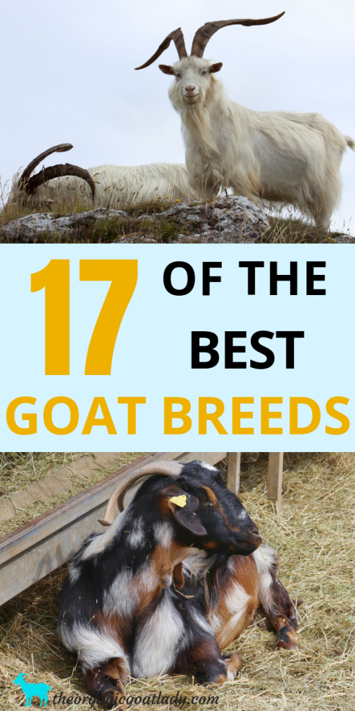 17 Of The Best Goat Breeds - The Organic Goat Lady