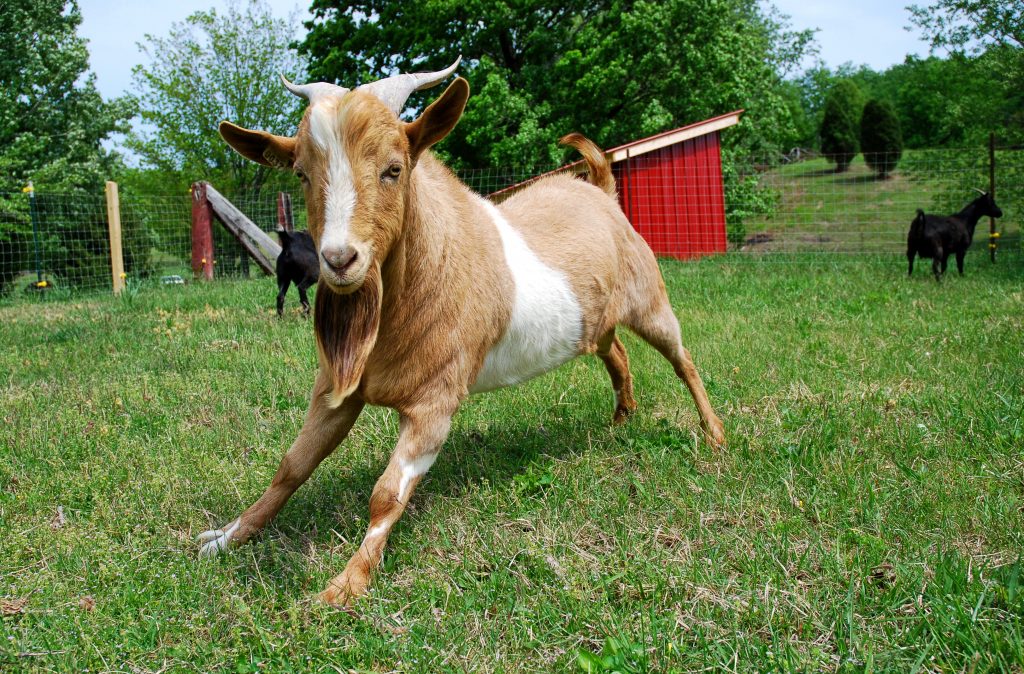 Goat Breeds