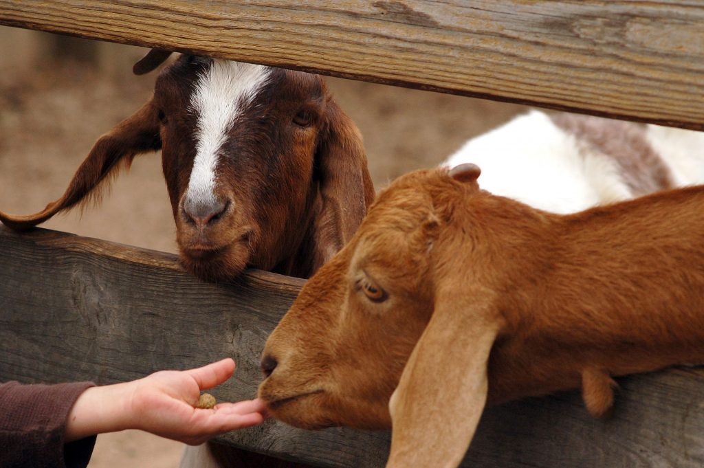 Goat Breeds