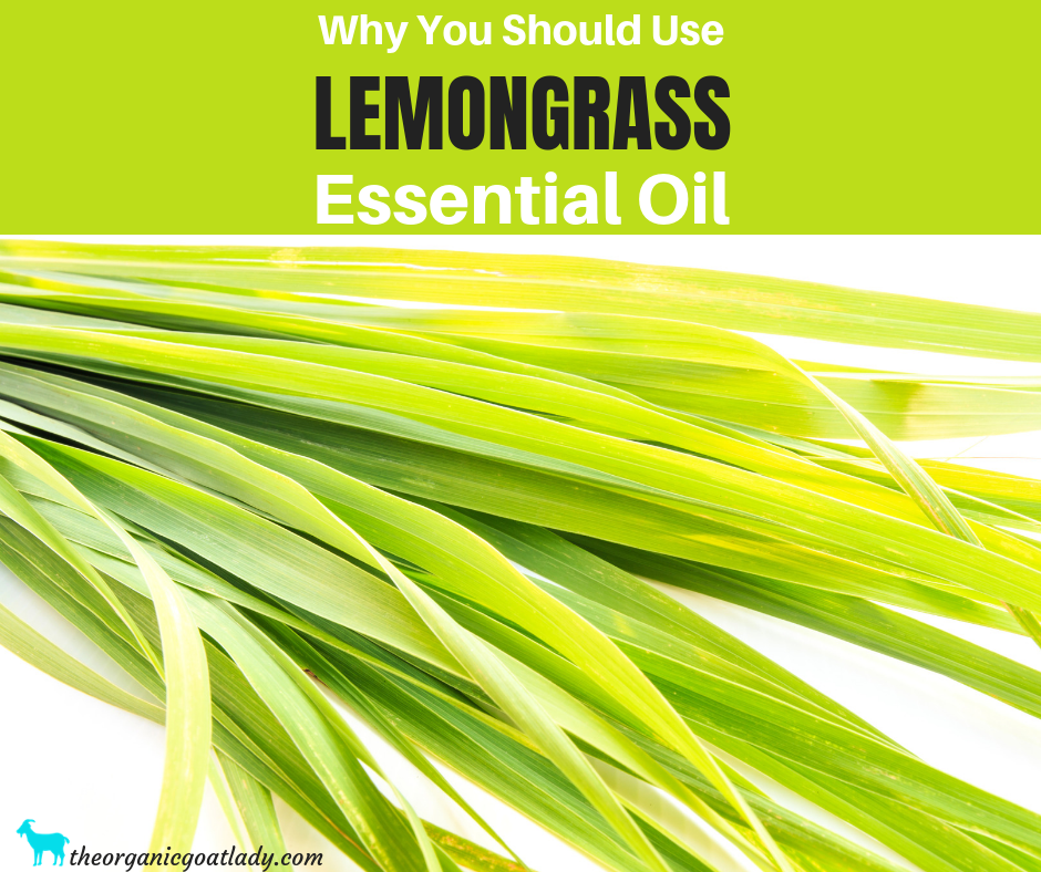 Why You Should Use Lemongrass Essential Oil The Organic Goat Lady