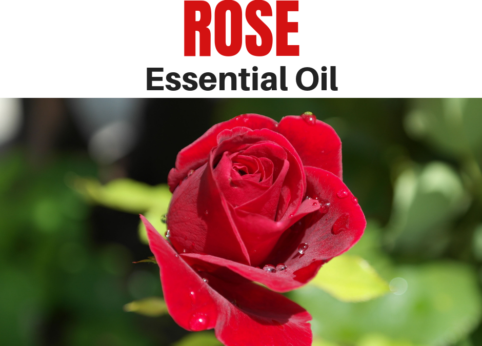 Why You Should Use Rose Essential Oil!
