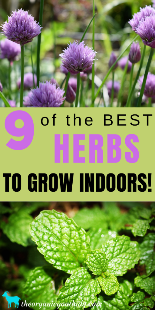 9 of the Best Herbs to Grow Indoors! - The Organic Goat Lady