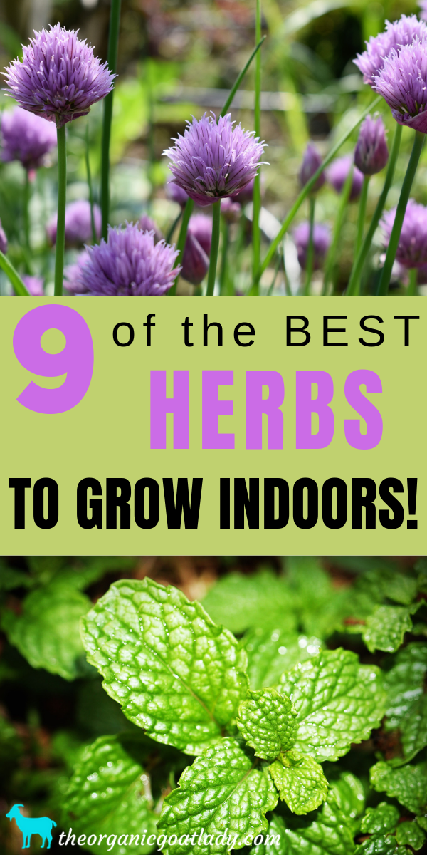 Best Herbs to Grow Indoors