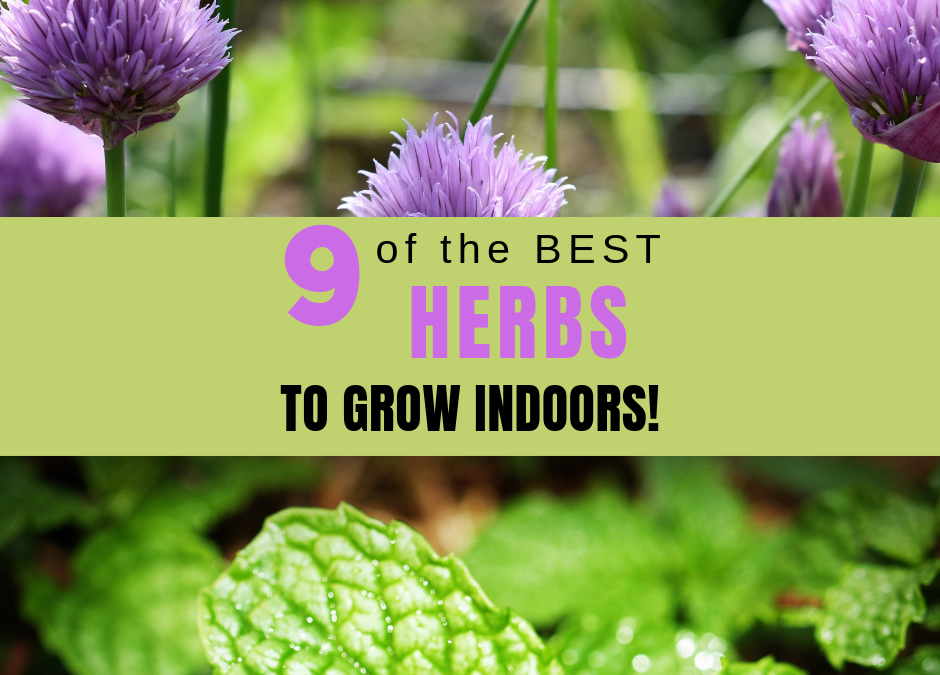 9 of the Best Herbs to Grow Indoors!