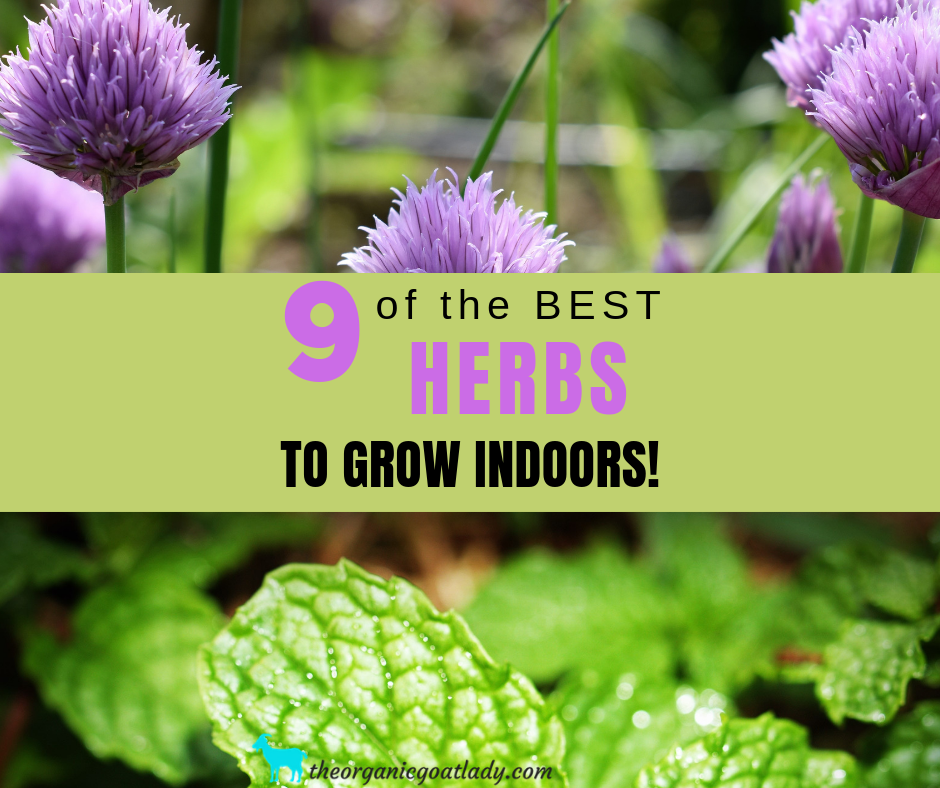 9-of-the-best-herbs-to-grow-indoors-the-organic-goat-lady