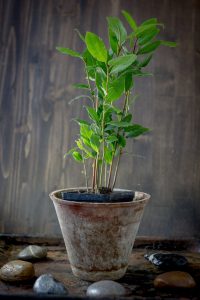 Bay Laurel Herb