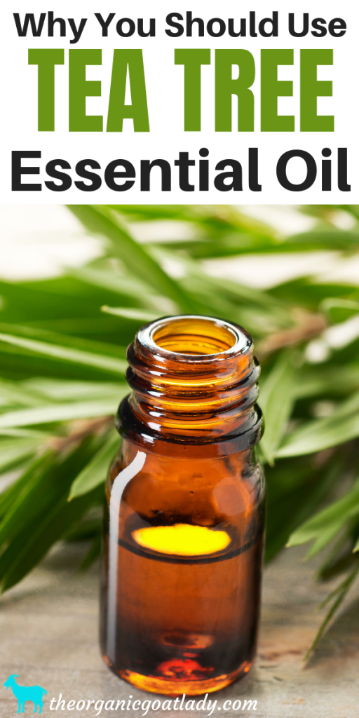 Why You Should Use Tea Tree Essential Oil - The Organic Goat Lady