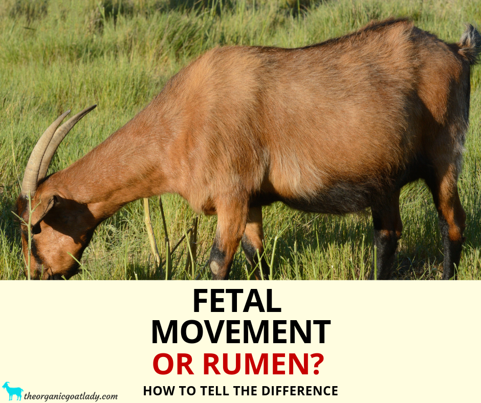Pregnant Goat - Fetal Movement versus Rumen - The Organic Goat Lady