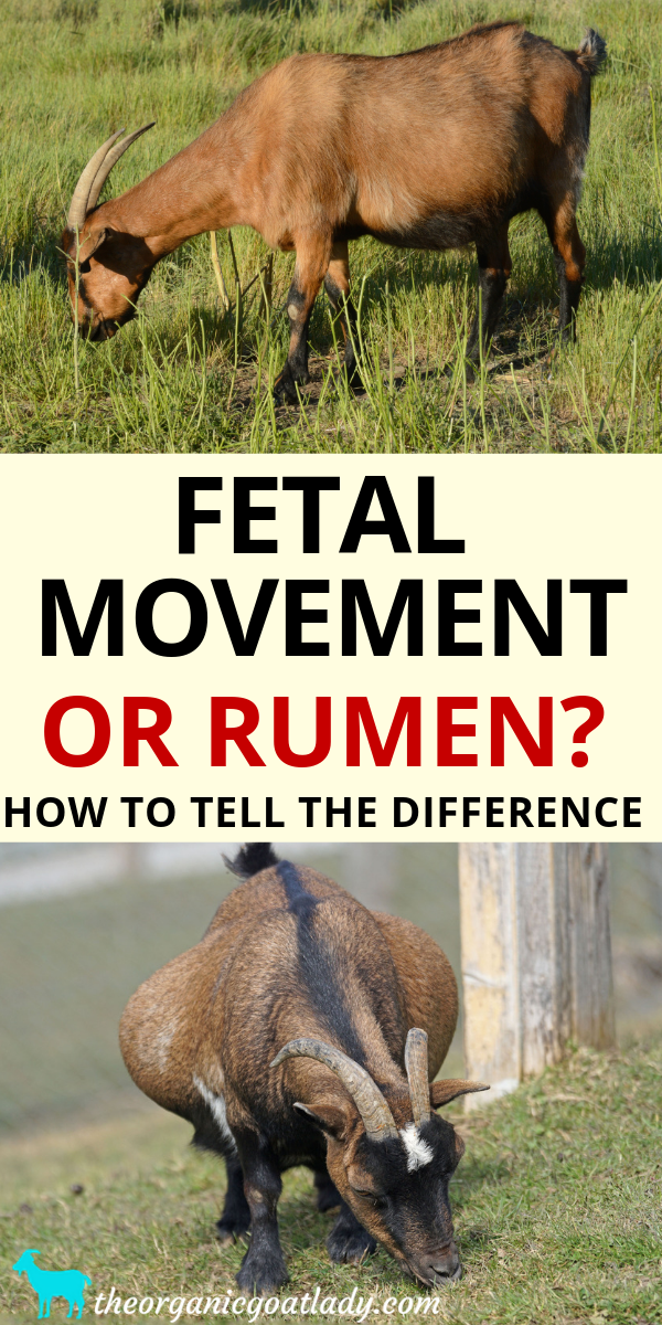 Pregnant Goat - Fetal Movement versus Rumen - The Organic Goat Lady