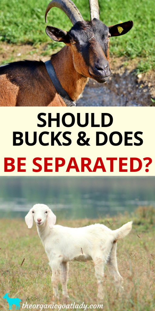 Should Bucks And Does Be Separated? - The Organic Goat Lady