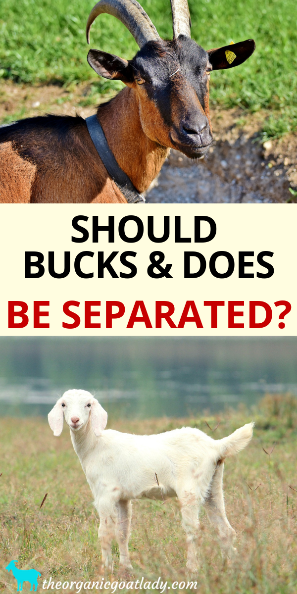 Should Bucks and Does Be Separated