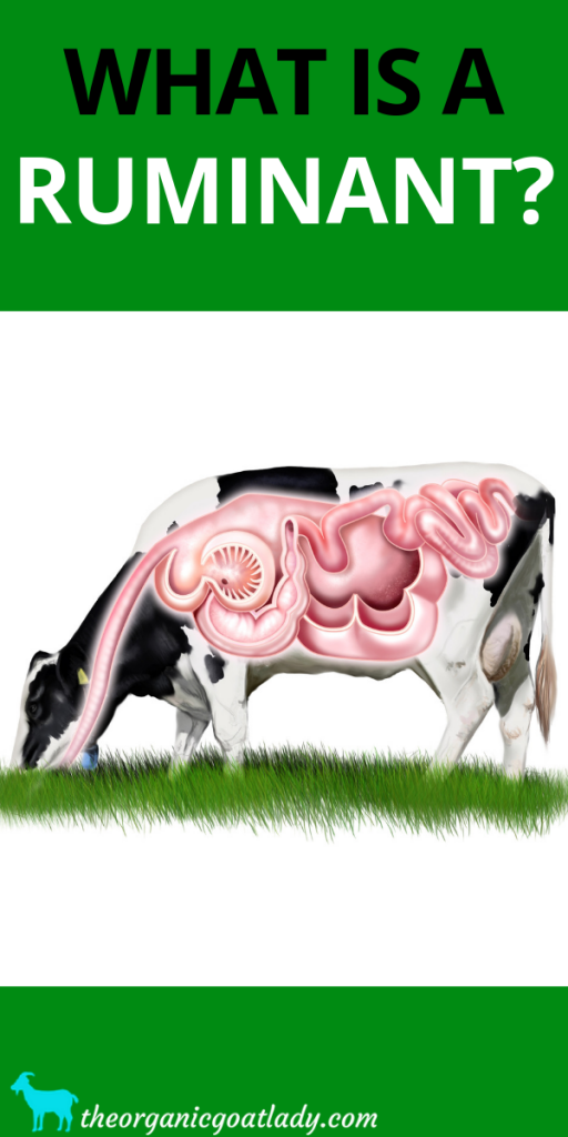 ruminant-nutrition-youtube