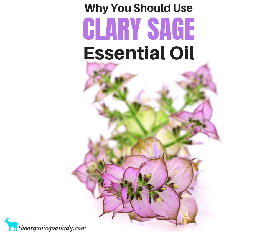 Why You Should Use Clary Sage Essential Oil - The Organic Goat Lady