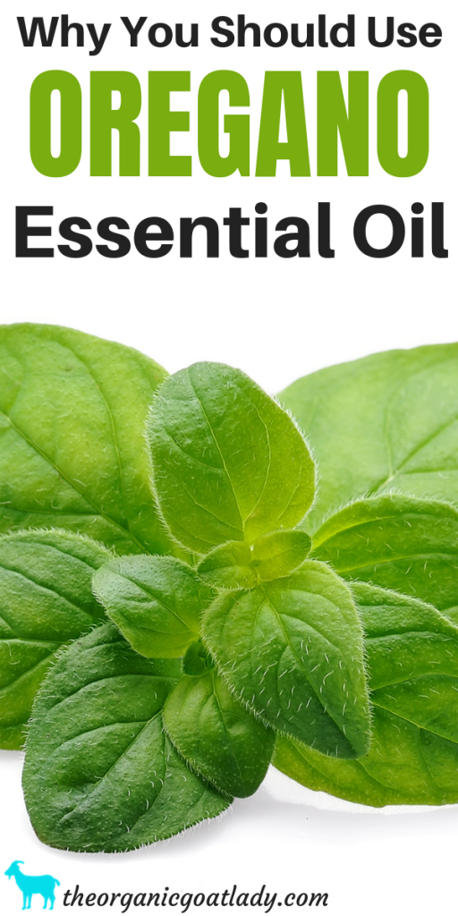 Why You Should Use Oregano Essential Oil The Organic Goat Lady