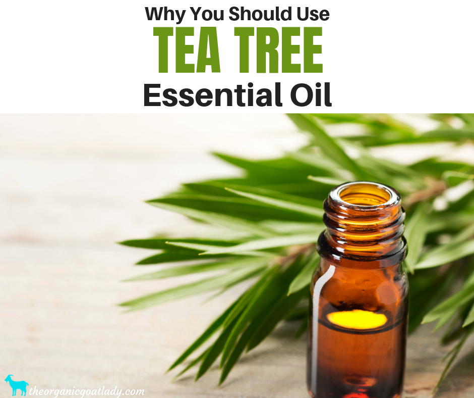 Why You Should Use Tea Tree Essential Oil - The Organic Goat Lady