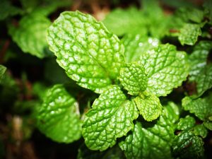 Peppermint Herb