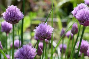 Chives Herb