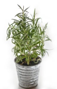 Rosemary Herb