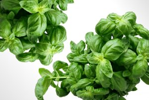 Basil Herb