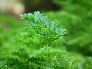 Parsley Herb