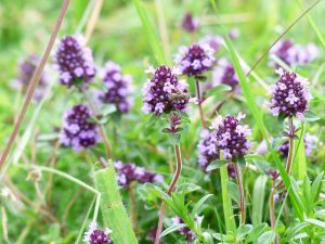 Do Plants Attract Gnats? • Longbourn Farm