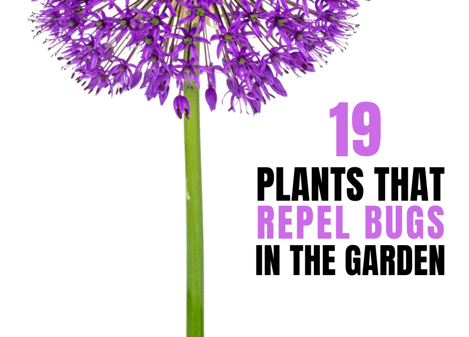 19 Plants That Repel Bugs In The Garden
