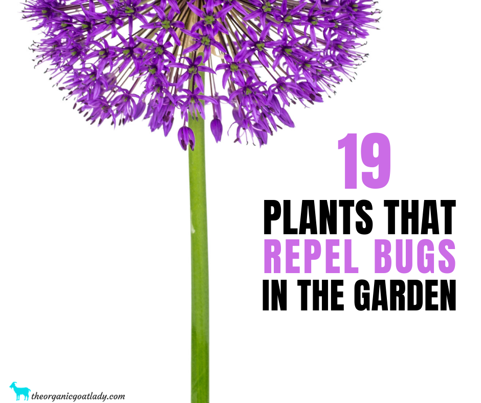 19 Plants That Repel Bugs In The Garden - The Organic Goat ...