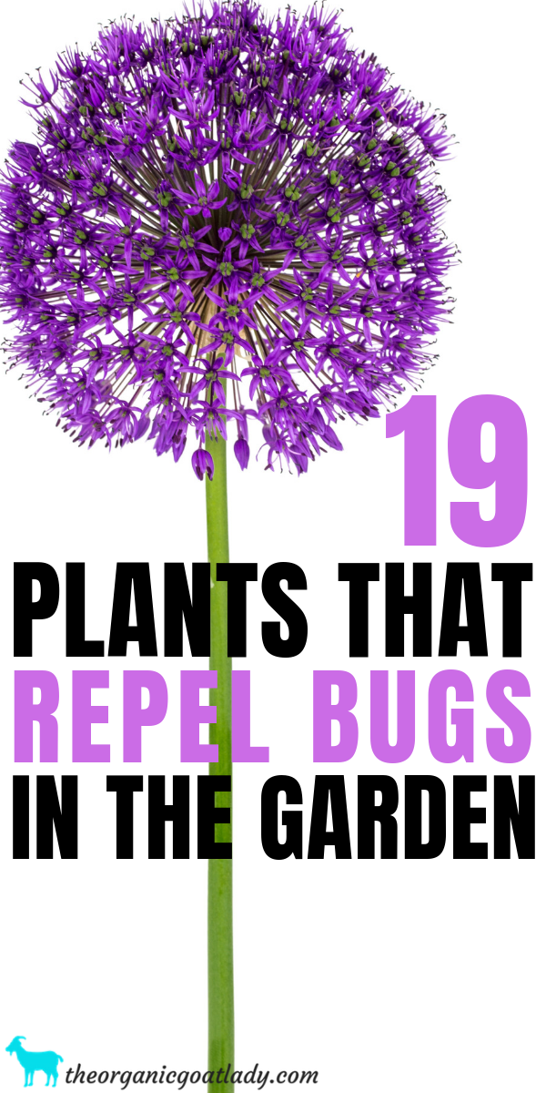 19 Plants That Repel Bugs In The Garden - The Organic Goat ...