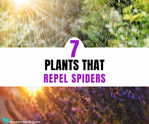 Plants That Repel Spiders