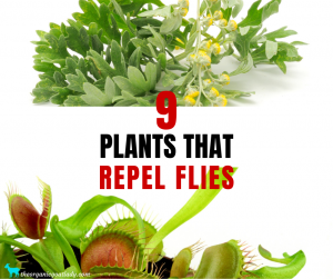 Plants That Repel Flies